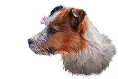 Çizim Jack Russell Terrier köpek