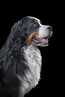 Çizim Bernese dağ köpeği, portre