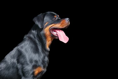 Köpek rottweiler, üç renkli, portre resim çizme