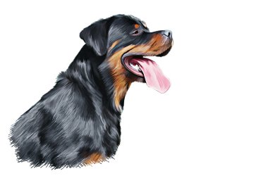 Köpek rottweiler, üç renkli, portre resim çizme