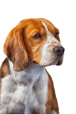 Köpek Beagle çizim