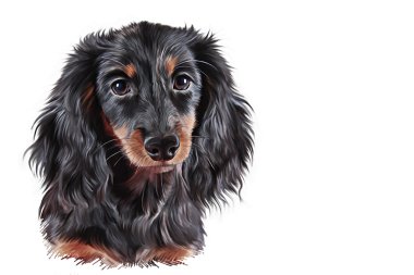 Çizim köpek doğurmak dachshund