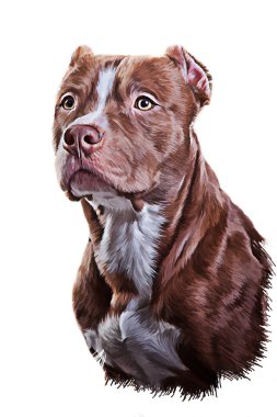 Köpek Amerikalı çukur boğa korkunç çizim