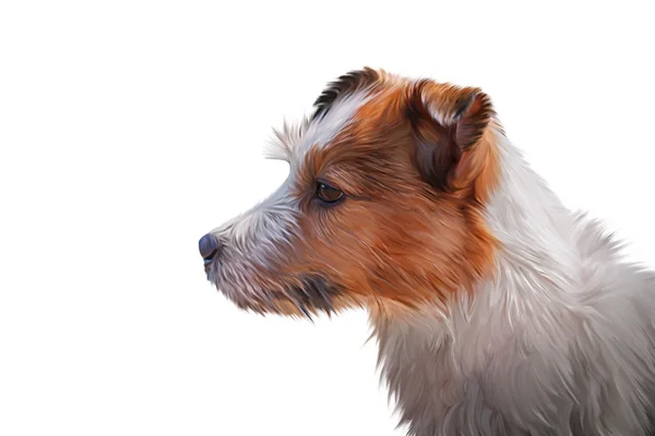 Zeichnung Jack Russell Terrier Hund — Stockfoto