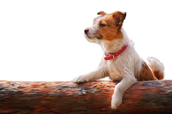 Dibujo del perro Jack Russell Terrier paseos por la naturaleza — Foto de Stock