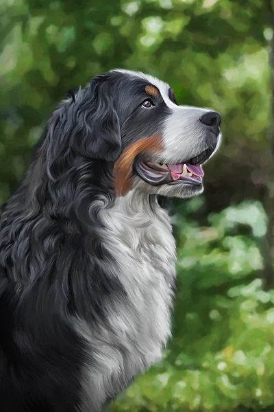 Pies rysunek Berneńskich górskich, portret — Zdjęcie stockowe