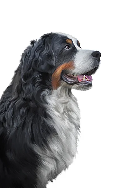 Dibujo Bernese Mountain Dog, retrato — Foto de Stock