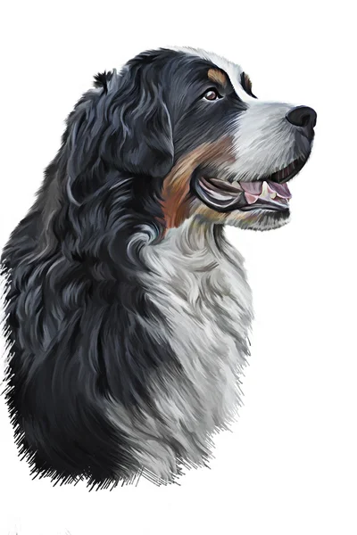 Drawing Bernese Mountain Dog, portrait — Stock Photo, Image