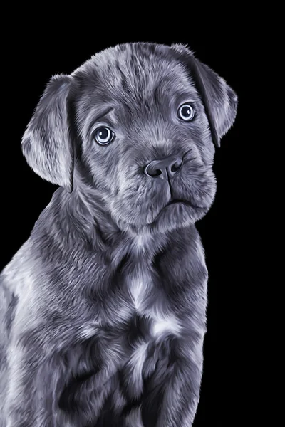 Tekening hondenras Cane Corso puppy, — Stockfoto