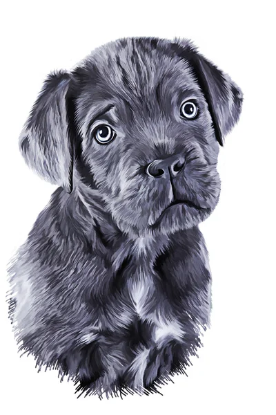 Tekening hondenras Cane Corso puppy, — Stockfoto