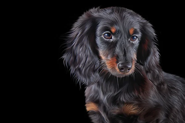 Малюнок Собака порода такса — стокове фото