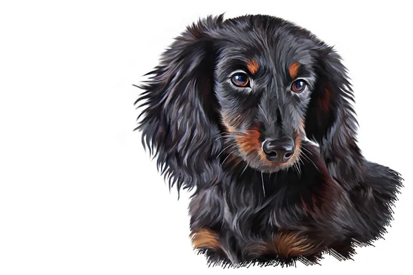 Drawing Dog breed dachshund — Stock Photo, Image