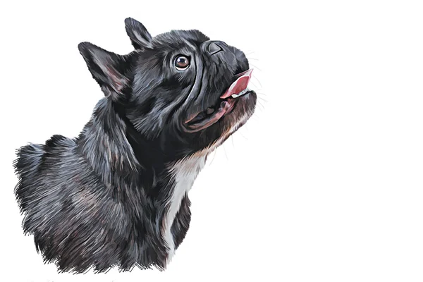 Drawing  dog French Bulldog, — Stock Photo, Image