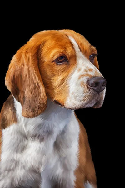 Zeichnung Hundebeagle — Stockfoto