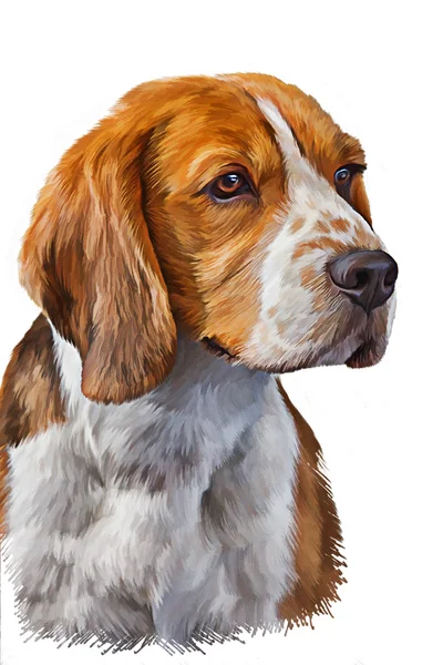 Drawing  Dog Beagle — Stock Photo, Image