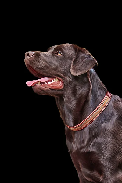 Zeichnung Hund Labrador, Portrait — Stockfoto