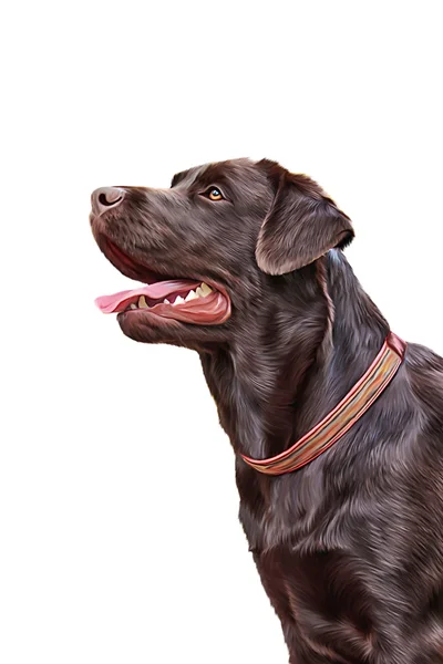 Labrador pes kresba, portrét — Stock fotografie