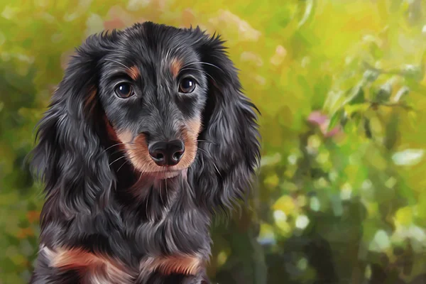 Dibujo Perro raza dachshund — Foto de Stock