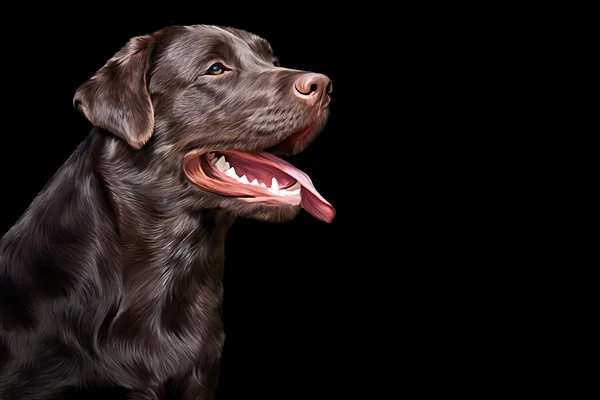 Çizim köpek Labrador, portre — Stok fotoğraf