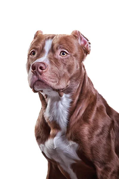 Dibujo perro American Pit Bull Terrier —  Fotos de Stock