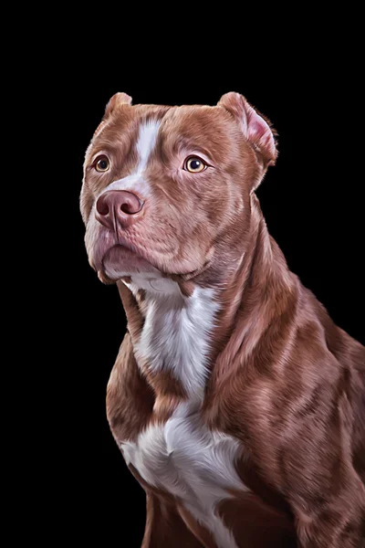 Rysunek psa amerykański Pit Bull Terrier — Zdjęcie stockowe