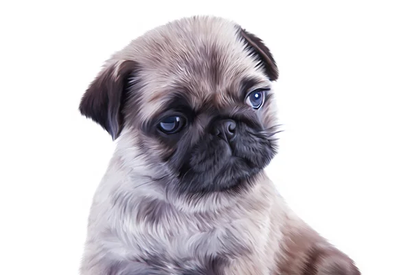 Drawing Puppy Pug portrait — Stock Photo, Image