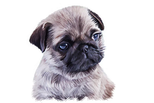 図面子犬のパグの肖像画 — ストック写真