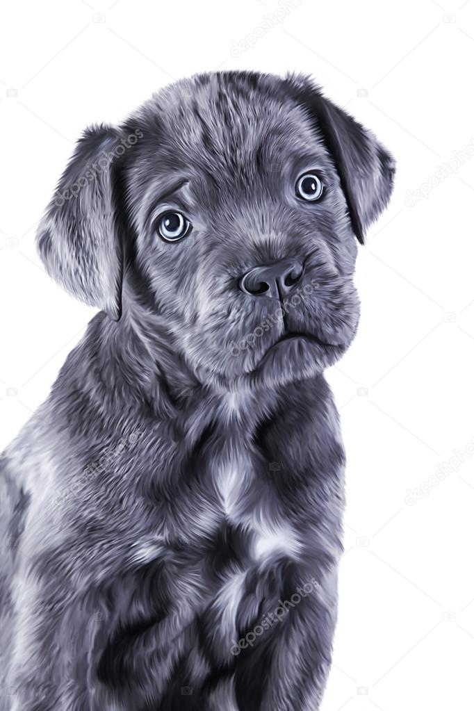 Prawings Puppies Drawing Dog Breed Cane Corso Puppy