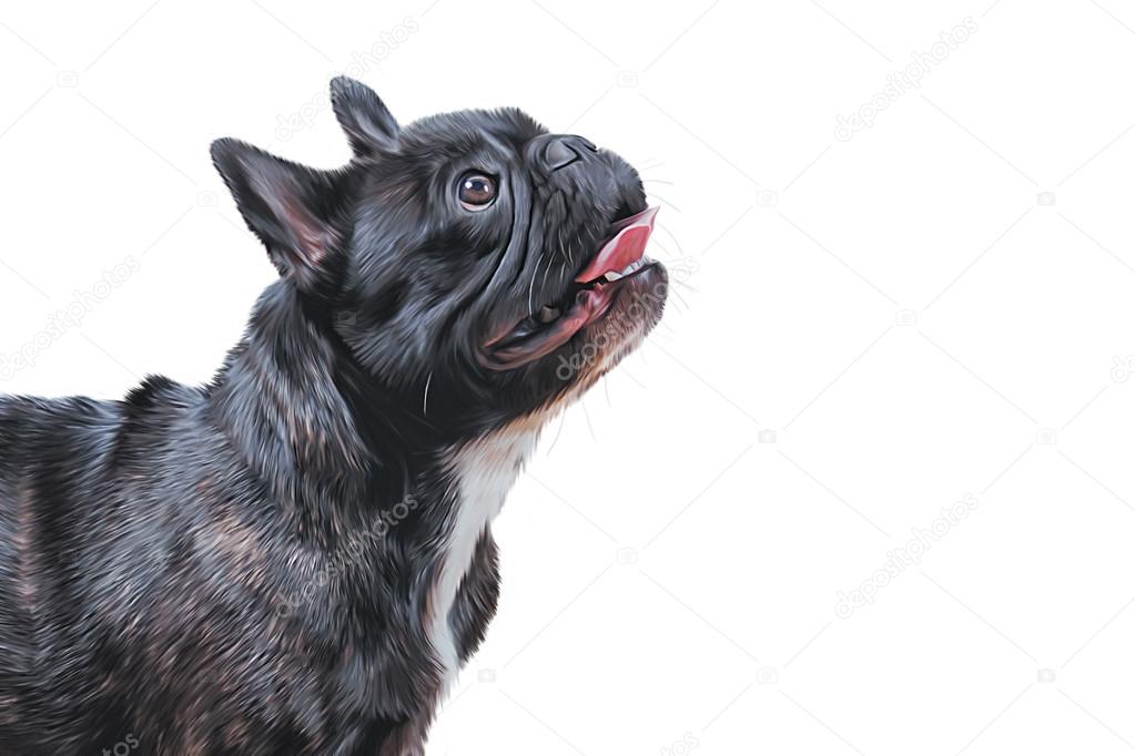 Rysunek Pies Buldog Francuski Zdjęcie Stockowe