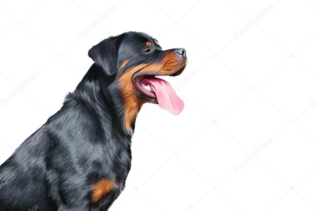 Drawing of the dog rottweiler, tricolor, portrait