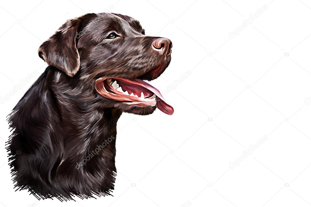 Drawing dog Labrador, portrait