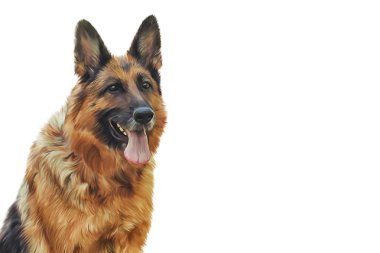 Alman çoban köpek çizim