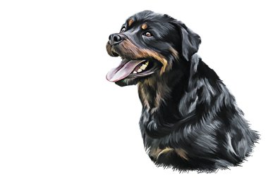 Köpek rottweiler çizim portre