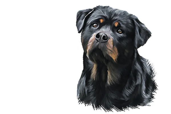 Drawing of the dog rottweiler, tricolor, portrait — Stock Photo, Image