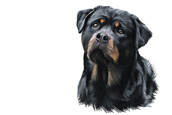 Drawing of the dog rottweiler, tricolor, portrait