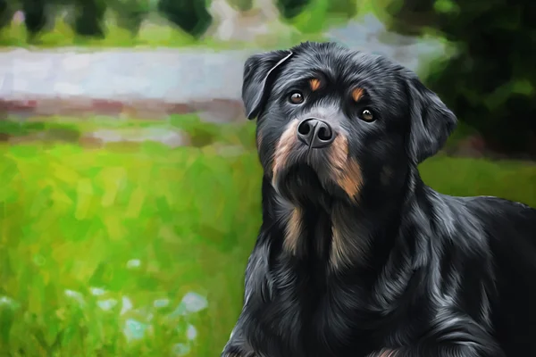 Köpek rottweiler, üç renkli, portre resim çizme — Stok fotoğraf