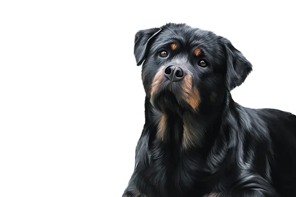 犬ロットワイラー、トリコロール、肖像画の描画 — ストック写真