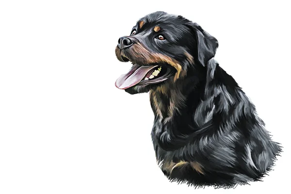 Dibujo del perro rottweiler, retrato —  Fotos de Stock