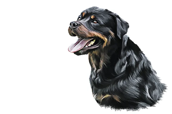 Disegno del cane rottweiler, ritratto — Foto Stock