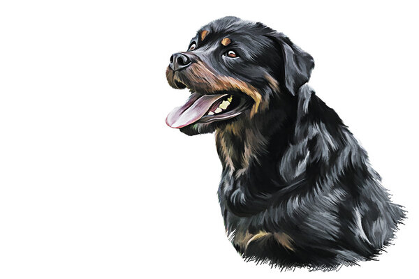Drawing of the dog rottweiler, portrait