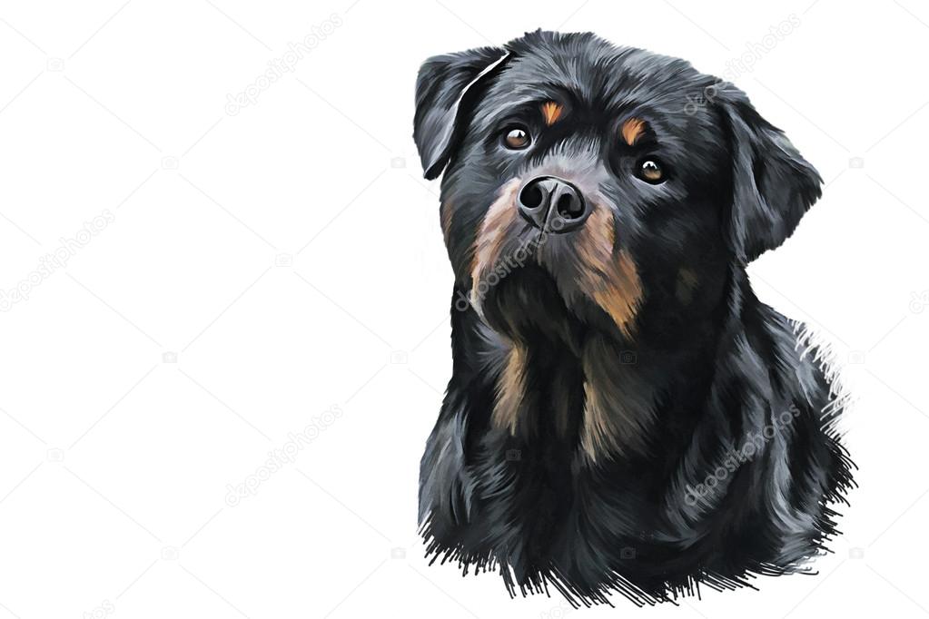 Dessin De Rottweiler : Coloriage Rottweiler a colorier | Coloriage à