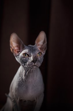 Sphynx yavru kedi portre