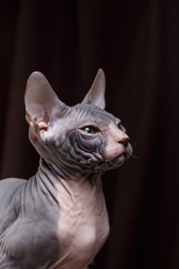 Sphynx yavru kedi portre