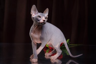 Sphynx yavru kedi portre