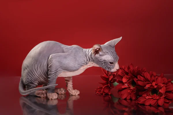 Sphynx kitten portrait — Stock Photo, Image