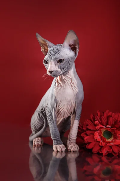 Portrét kotě Sphynx — Stock fotografie