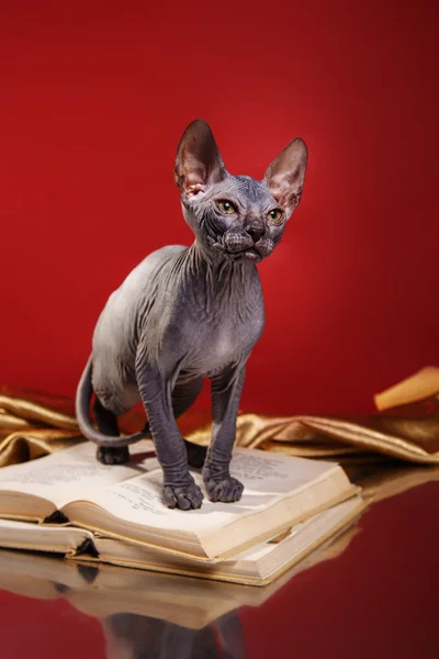 Портрет котенка-сфинкса — стоковое фото