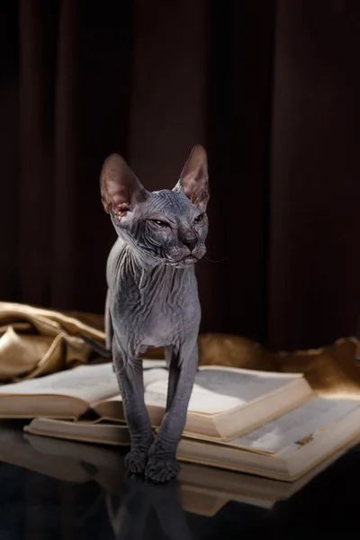 Портрет котенка-сфинкса — стоковое фото