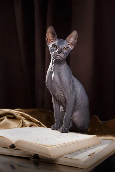 Esfinge gatito retrato — Foto de Stock