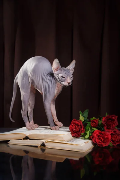 Sphynx kitten portret — Stockfoto